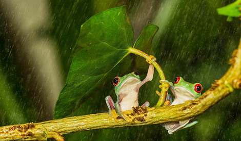 Tiếng ếch đêm mưa 