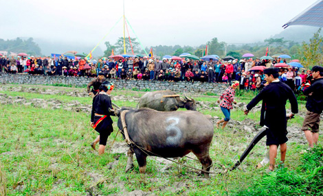 Còn có một cái Tết cho trâu
