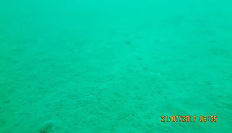 Vùng biển “nhận chìm” không có san hô, sinh vật nghèo nàn