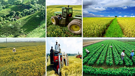 Các hợp tác xã cần tập trung cải thiện sức cạnh tranh