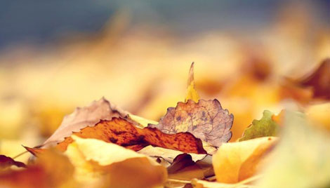 "Thu": Cuộc hội ngộ của những sắc màu