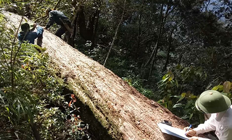 Vụ 189 cây pơmu bị đốn hạ: Khởi tố thêm 2 kiểm lâm 