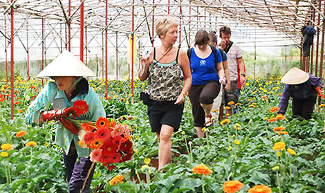 Nhà vườn Đà Lạt thất thu vì hoa nở sớm