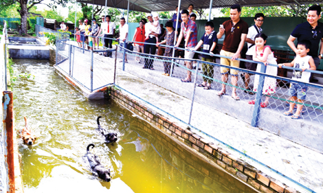 Đua chó đua địa hình nơi hòn đảo "hình trái tim"