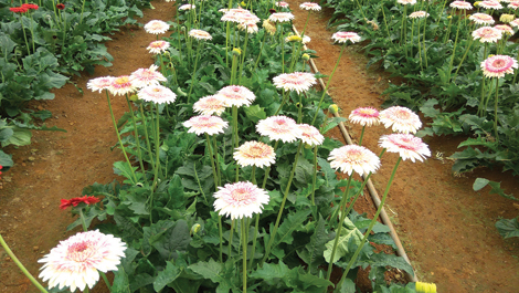 Ai lên xứ hoa đào