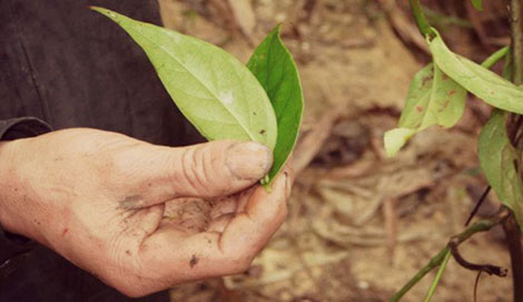 Hai học sinh tiểu học tử vong vì tò mò ăn lá ngón