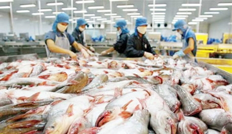 Cảnh báo tình trạng ồ ạt đào ao nuôi cá tra