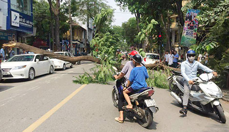 Phượng vỹ cổ thụ đổ đè bẹp ô tô Lexus trên phố Hà Nội