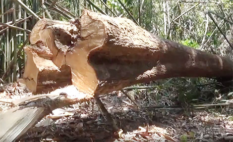 Thông tin chính vụ phá ươi rừng tại Bình Phước