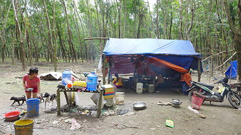 Gian nan với nghề tận thu rừng cao su