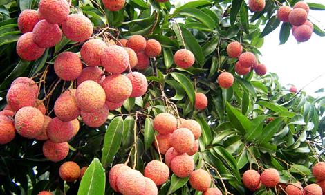 Ngọt ngào vải thiều trên những chuyến bay của Vietnam Airlines 