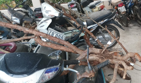 Bắt giữ nhóm đối tượng trộm gốc hoa hồng cổ