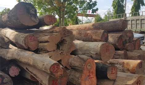 Vì sao gia đình Chi cục trưởng Chi cục Kiểm lâm Đắk Lắk nộp lại gỗ quý