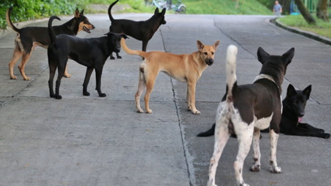 Đâu chỉ là chuyện “cầy tơ 7 món”...