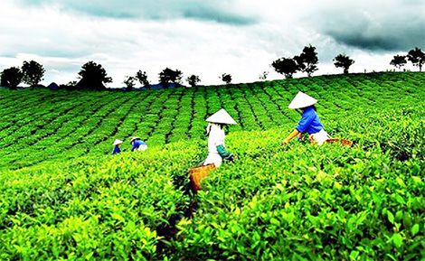 Hương cốm vùng trà đồi son