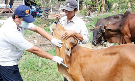 Sản xuất thành công vaccine phòng bệnh lở mồm long móng ở gia súc