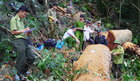 Rừng đặc dụng Phong Quang bị chặt phá