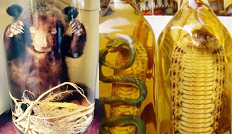 Ngâm rượu từ sản phẩm của động vật hoang dã có thể bị phạt tù