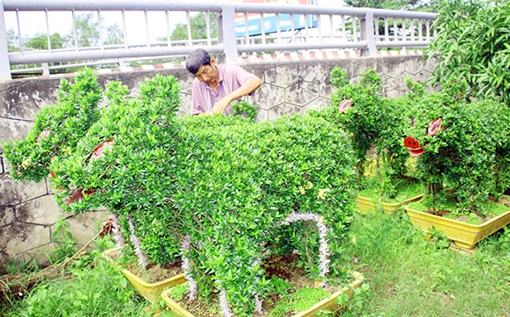 Hoa cảnh Cái Mơn vào vụ Tết