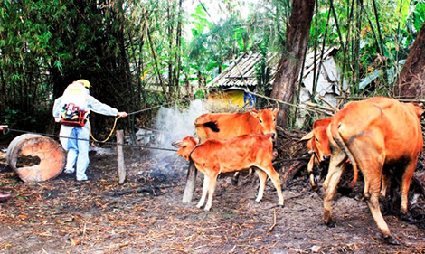 Dịch lở mồm long móng có nguy cơ lan rộng tại miền Bắc