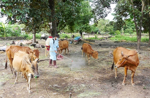 Chưa tìm được chính xác chủng virus gây bệnh lở mồm long móng