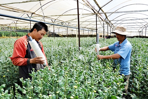 Thị trường hoa Tết chuẩn bị vào mùa