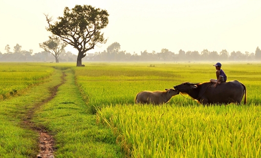 Ở phía tây làng...