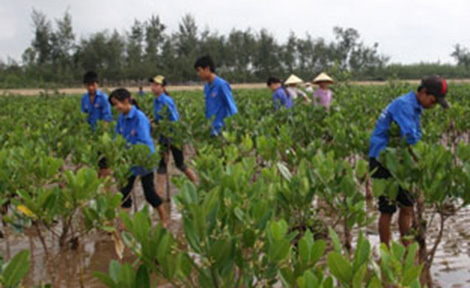 Nhiều sai phạm ở các dự án trồng rừng ngập mặn