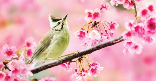 Lời khấn nguyện mùa xuân