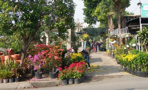 Vựa hoa xuân sắc trăm năm