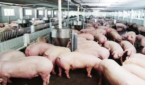 Giá lợn hơi trong nước tăng
