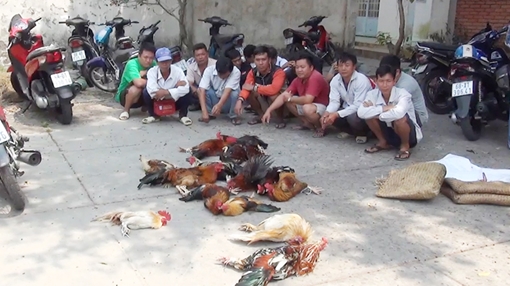 Hàng chục đối tượng say sưa đá gà ăn tiền sau sân vườn quán cà phê