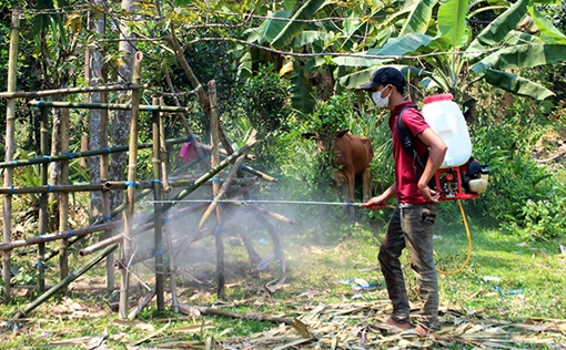 Nỗ lực ngăn chặn dịch bệnh lở mồm long móng