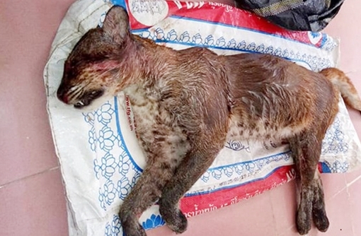 Mua beo lửa về nhà để... nấu cao