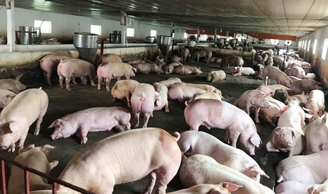 Dịch tả lợn châu Phi đã xuất hiện tại hơn 100 hộ chăn nuôi trên địa bàn Hà Nội