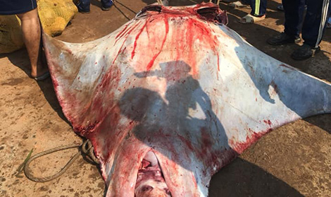 Ngư dân Lý Sơn bắt được cá đuối khủng, nặng gần nửa tấn