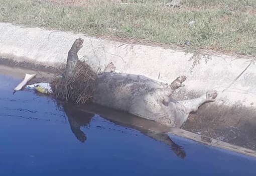 Người dân bức xúc phát hiện lợn chết bị vứt ở mương thủy lợi