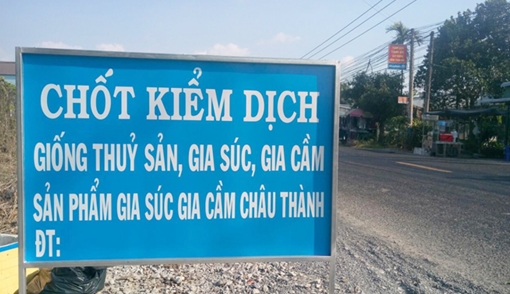 Kiên Giang tăng cường kiểm soát dịch tả heo châu Phi xâm nhập