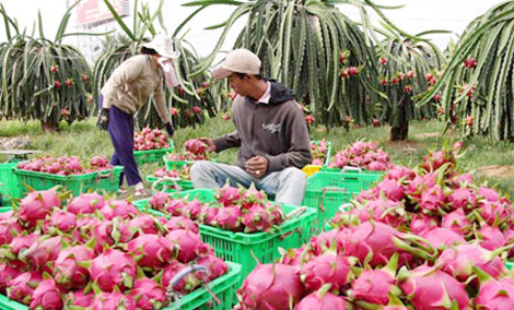 New Zealand hỗ trợ nông dân Việt Nam xuất khẩu thanh long