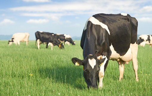 Chọn sữa hữu cơ : Không chỉ theo “trend” mà còn phải theo chuẩn