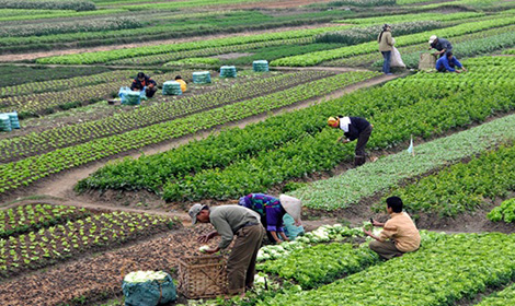 Hộ nghèo, cận nghèo được hỗ trợ 90% phí bảo hiểm nông nghiệp