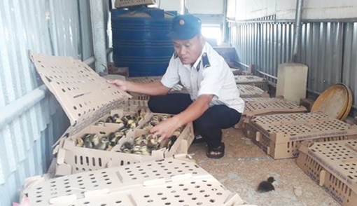 1200 con gia cầm không có giấy kiểm dịch theo xe tải  về Quảng Ngãi