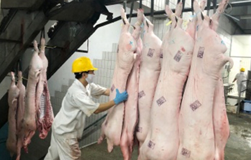 Giá thịt lợn dự kiến sẽ tăng