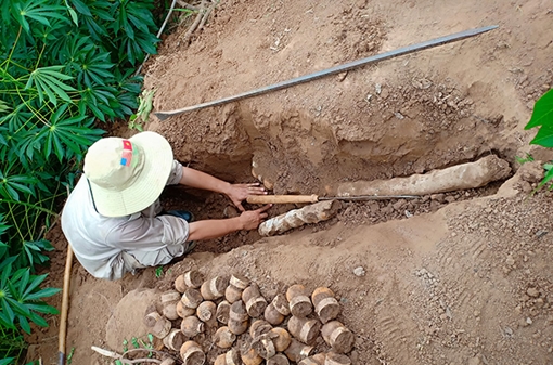 Đi làm cỏ sắn, phát hiện 75 quả bom bi Blu 24 tại khu vực biên giới