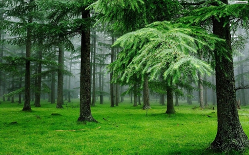 Cộng đồng chung sức gìn giữ màu xanh của những cánh rừng