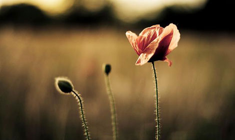 Tịnh độ bên ta