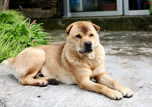 Ai thương cậu Vàng?