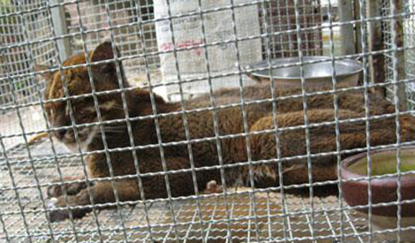 Khởi tố bị can đối tượng nuôi nhốt beo lửa tại nhà