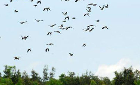 Chi Tiết Với Hơn 98 Ảnh Động Chim Bay Mới Nhất - Thtantai2.Edu.Vn
