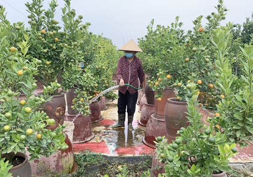 Đào Nhật Tân, quất Tứ Liên đang “ngóng” thời tiết
